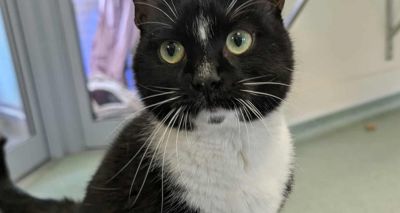 RSPCA centre sees increase in FPV cases